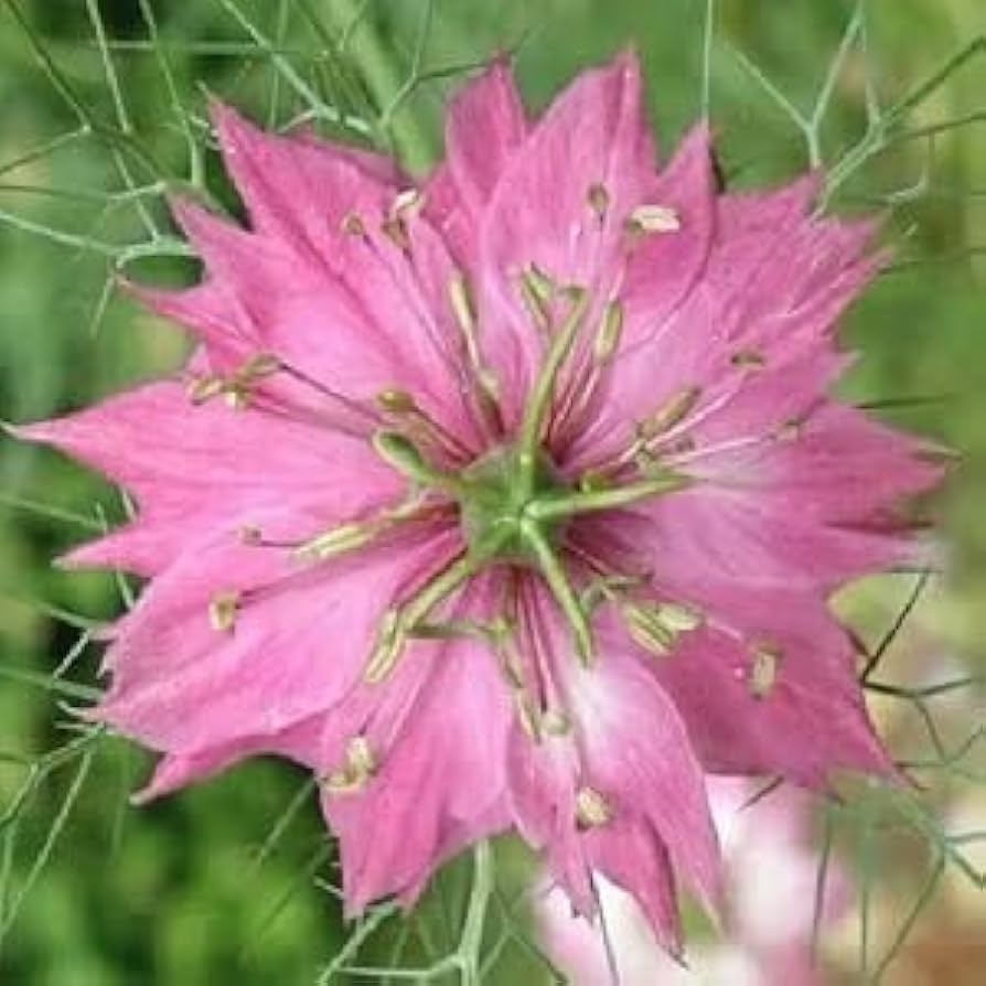 Heirloom Non-GMO Nigella Damascena Flower Seeds for Planting – Love-in-a-Mist Cottage Garden Blooms - Non-GMO for planting in home garden