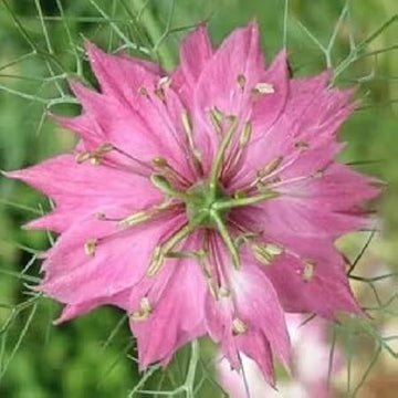 Heirloom Non-GMO Nigella Damascena Flower Seeds for Planting – Love-in-a-Mist Cottage Garden Blooms
