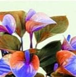 Anthurium Orange Blue Flower Seeds for Planting NON GMO Seeds for planting in home garden