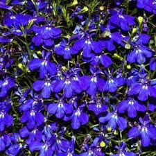 Erinus Flower Seeds for Planting - 100 pcs