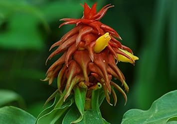 Red Costus Lima Plant Seeds for Planting