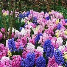 Hyacinth Flower Seeds for Garden Planting - NON GMO Seeds