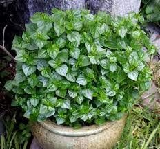 Peperomia Pellucida Rau Cang Cua Plant Seeds for Planting - NON GMO Seeds