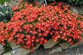 Heirloom Delosperma Carmine Flower Seeds, Non-GMO Bright Ice Plant Blooms for Rock Garden Planting
