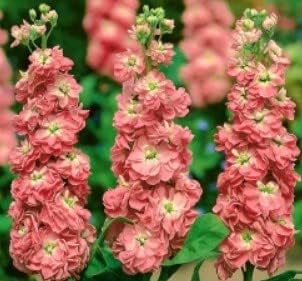 Peach Matthiola Incana Flower Seeds for Planting – Heirloom, Non-GMO, Organic Blooms for planting in your garden.