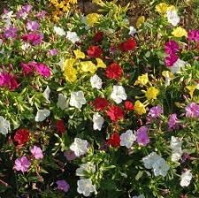 Heirloom Non-GMO Mirabilis Jalapa Flower Seeds for Planting – Four O'Clock Seeds