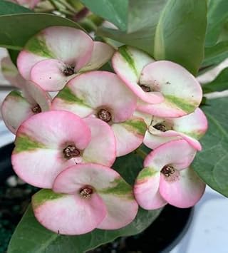 Organic Mixed Crown of Thorns Plant Seeds for Planting â€“ Heirloom, Non-GMO