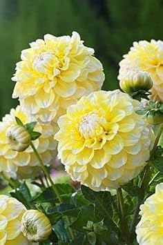 Lemon Pie Dahlia Flower Seeds for Planting - Heirloom and Non-GMO garden seeds