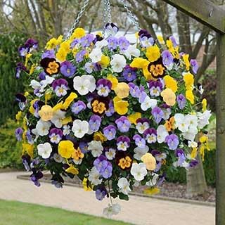 Bedding Flower Seeds for Planting - 100 pcs for planting in your garden.