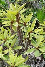 Green Euphorbia Duranii Plant Seeds for Planting - NON GMO Seeds