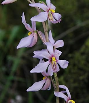 Heirloom Non-GMO Cyanella Flower Seeds for Graceful Garden Displays and Seasonal Planting