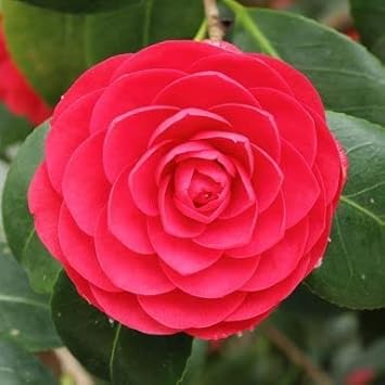 Red Camellia Flower Seeds for Planting – Organic, Heirloom, Non-GMO Seeds
