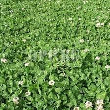 New Zealand Clover Seeds for Planting - NON GMO Seeds