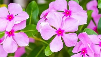 Heirloom Non-GMO Light Pink Periwinkle Flower Seeds for Soft and Graceful Garden Planting