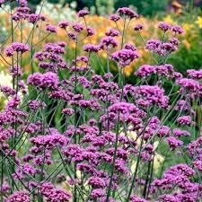 Verbena Bonariensis Flower Seeds for Planting 100 pcs -Hierloom Flower Seeds