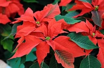 Poinsettia Plant Seeds for Garden Planting - NON GMO Seeds