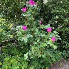 Kartoffelrose Flower Seeds for Planting, 100 pcs