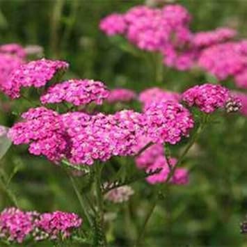 Heirloom Yarrow Flower Seeds for Planting, Non-GMO, Medicinal Herb Garden Seeds for Pollinators
