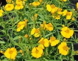 Heirloom Non-GMO Linum Flavum Flower Seeds for Planting – Bright Yellow Perennial Garden Blooms