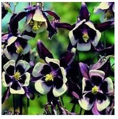Violet White Columbine William Flower Seeds for Planting - NON GMO Seeds