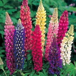 Mixed Lupine Flower Seeds for Planting – Vibrant Colors, Heirloom Non-GMO Seeds
