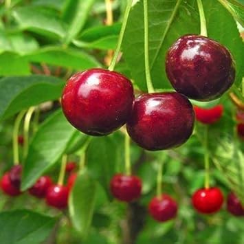 Red cherries fruit seeds for planting