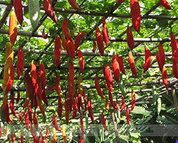 Red Snake Gourd Seeds for Planting - 100 Pcs pcs