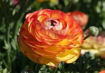 Yellow Red Ranunculus Flower Seeds – Heirloom Non-GMO Double Blooms for Garden Planting