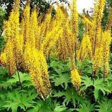 Ligularia Flower Seeds for Planting - NON GMO Seeds