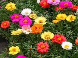 Moss Rose Heirloom Non-GMO Flower Seeds for Planting