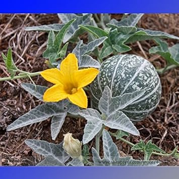 Green Calabazilla Vegetable Seeds for Planting heirloom & Non-GMO Seeds