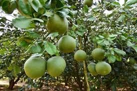 Pomelo Fruit Seeds for Planting – 100 Pcs pcs