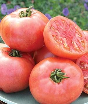 Pale Pink Big Tomato Seeds for Planting - 100 Pcs pcs