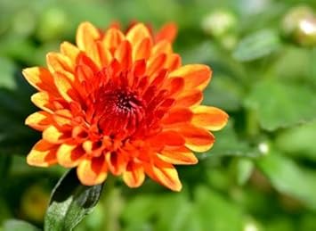 Chrysanthemum Flower Seeds Orange for Planting, NON GMO Seeds