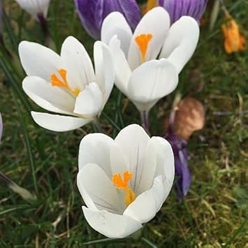 White Crocus Flower Seeds for Planting - 100 pcs
