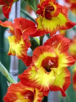 Heirloom Yellow Orange Gladiolus Flower Seeds ƒ?? Non-GMO Perennial Blooms for Planting
