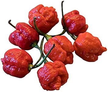 Red Trinidad Scorpion Vegetable Seeds for Planting heirloom & Non-GMO Seeds