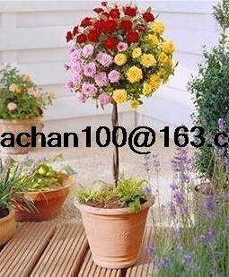 Tricolour Standard Rose Heirloom Non-GMO Seeds for Planting