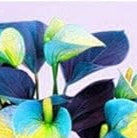 Sky Blue Yellow Anthurium Plant Seeds - Heirloom and Non-GMO Garden Seeds for Planting