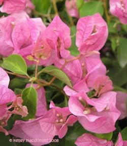 Baby Pink Bougainvillea Flower Seeds for Planting – Heirloom and Non-GMO Garden Seeds