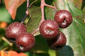 Sorbus Fruit Seeds - 20pcs, Beautiful Tree for Edible Berries and Ornamental Plants 100 Pcs pcs
