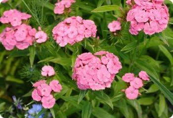 Light Pink Dianthus Flower Seeds for Planting, 100 pcs