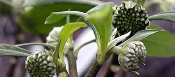 Edgeworthia Flower Seeds for Planting - 100 Pcs pcs