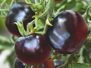 Black Tomato Seeds for Planting - 100 Pcs pcs