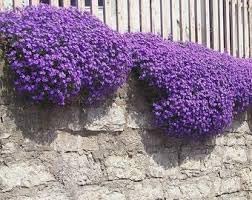 Heirloom Non-GMO Cascade Flower Seeds for Garden Planting ƒ?? Flowing Vibrant Blooms for planting in your garden.