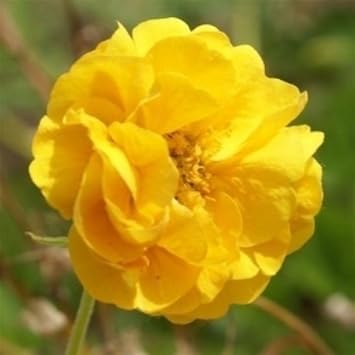 Yellow Avens Sunrise Flower Seeds for Planting ƒ?? Organic, Heirloom, Non-GMO Garden Seeds