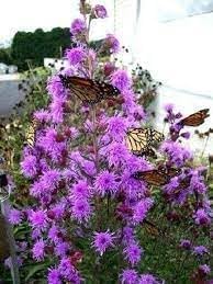 Liatris Flower Seeds for Planting - NON GMO Seeds