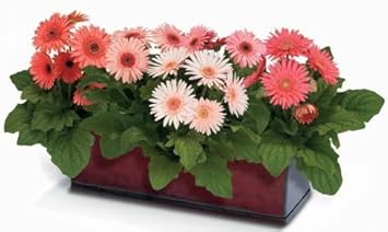 Orange Gerbera Jamesonii Flower Planting Seeds for Garden NON GMO Seeds