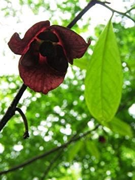 Green Asminia Triloba Plant Seeds for Planting - NON GMO Seeds