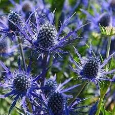 Eryngo Plant Seeds – Unique Herb for Gardens & Culinary Use -Heirloom & Non-GMO Seeds for planting – Fresh Herb for Your Garden